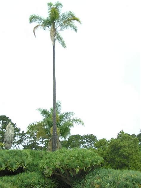 Queen Palm Tree Height Nuts Blogsphere Photo Gallery