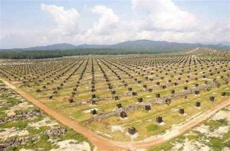 Pak joni memiliki tanah seluas 12 hektar. 1 Ekar Berapa Pokok? (Jarak Tanam Durian) | Bukit Tapah ...