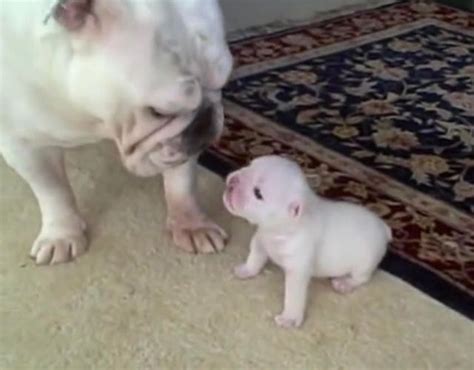 Bulldog Puppy Gives His Mom Some Serious Sass Bulldog Puppies