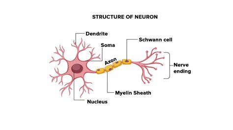 Draw A Neat Labelled Diagram Of Neurons The Best Porn Website