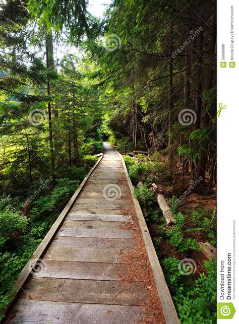 Wooden Walkway In Beautiful Fir Forest Stock Photo Image