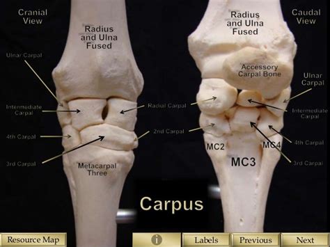 Skeletal Structure Of The Equine Forelimb Horse Anatomy Vet Medicine