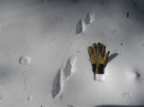 Find photos of cat track. Identifying Animal Tracks | Adirondack Explorer