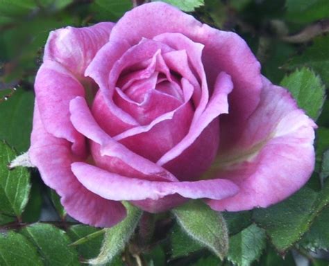 Rosa Lavender Lace Miniature Rose