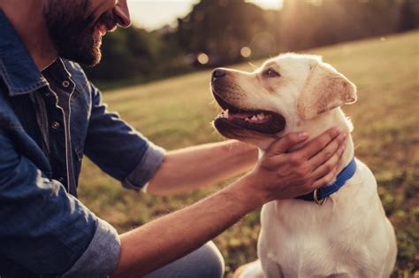 Humans Love Dogs More Than Other People Study