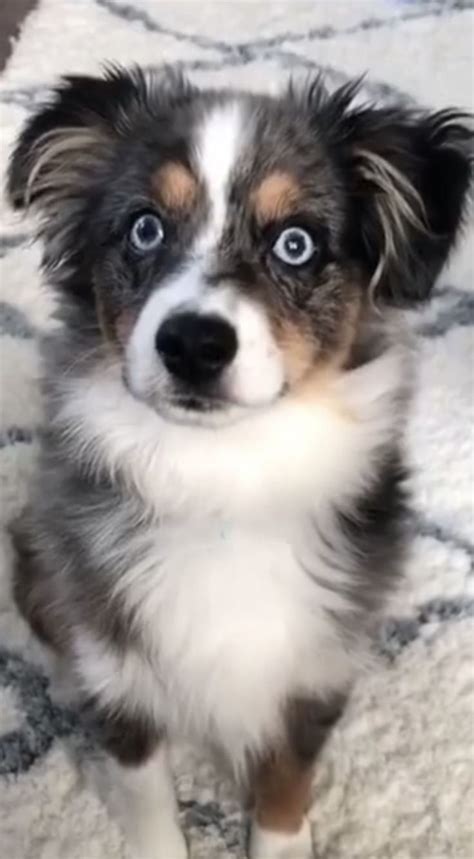 pin by linda sims on ♥ australian shepherds ♥ australian shepherd blue merle aussie blue merle