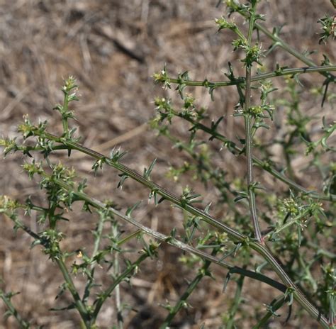 russian thistle tumbleweeds westraweedscience