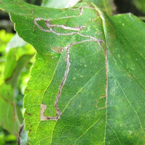 Leaves + leaves + leaves = 30 ( 3 leaves = 30 ) caterpillar + caterpillar + caterpillar = 9 apple + apple + apple = 30. Apple Leaf Miner Caterpillar