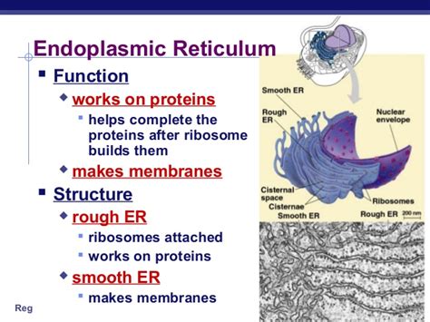 The endoplasmic reticulum, or er, is an organelle found in all eukaryotic cells. 01 cellorganelles2009regents