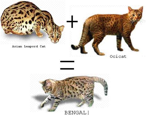 4 Things You Did Not Know About Bengal Cats