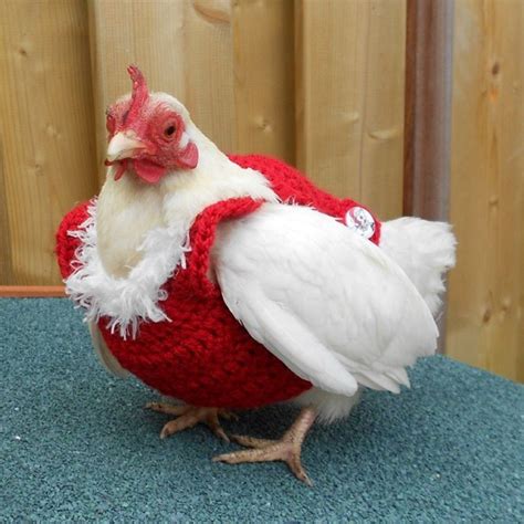 37 Chickens In Their Little Knitted Outfits Ready For Fall