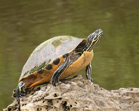 River Cooter Facts Diet Habitat And Pictures On Animaliabio