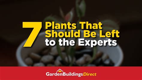 Leave It To The Expert 7 Most Difficult Plants To Grow In Your Garden