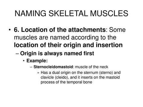 Ppt The Muscular System Powerpoint Presentation Free Download Id