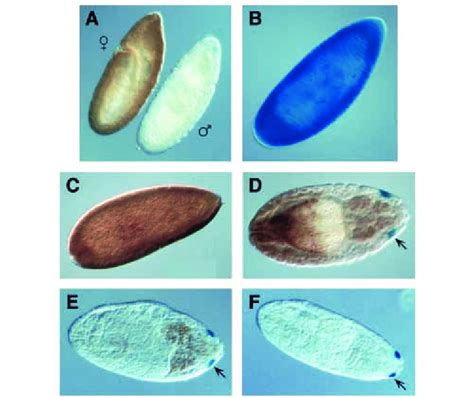 Expression Of Sxl In Oregon R Wild Type Male And Female Embryos A And