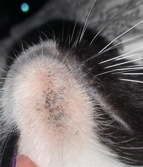 This cat is a 2 yr. Cat acne orrrrr? Saw this under her chin tonight. Just ...