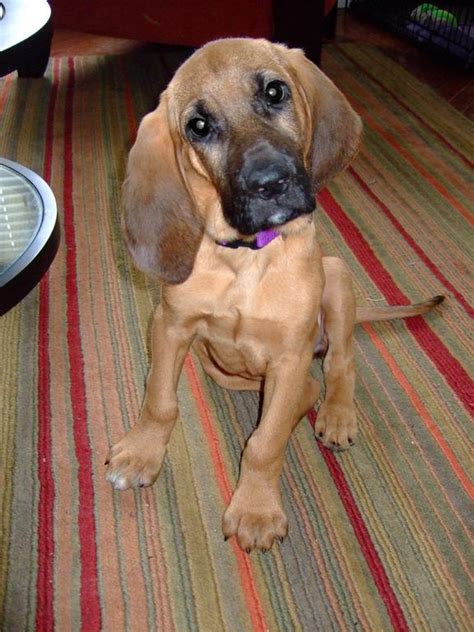 Cute Dog Picture Of A Bloodhound Puppy Hi Res 720p Hd