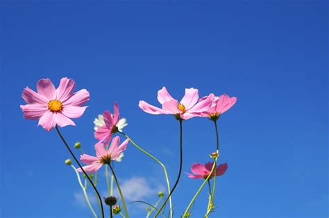 Premium Photo Beautiful Pink Cosmos Flower On Blue Sky Background