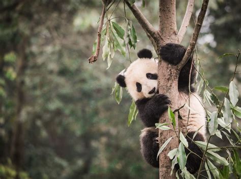 Giant Pandas Habitat Increasingly Fractured By Roads Satellite Survey
