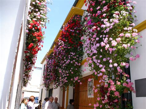 Hay rosales trepadores con flores grandes y también los puedes encontrar con flores pequeñas, que crecen formando ramilletes. Marinela y su Cámara: Patios con flores