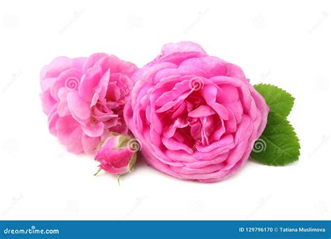 Pink Rose Flowers Isolated On White Background Stock Photo Image Of