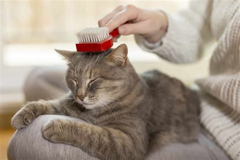 Grooming Your Cat At Home The Cat S Meow Veterinary Hospital