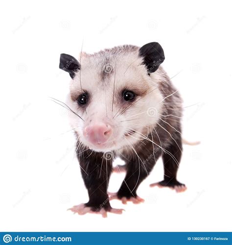 The Virginia Opossum Didelphis Virginiana On White Stock Image