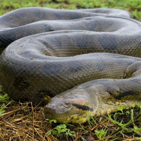 Snake Animal Anaconda