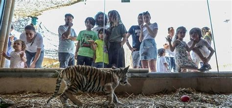 Istanbuls First Bengal Tiger Cubs Welcome Visitors Anews