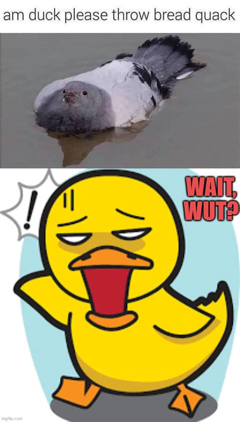 Image Tagged In Shocked Duck Imgflip