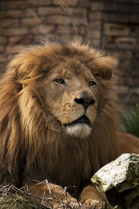 Flickr Wild Animal Sanctuary Lion Africa Lion Cat Cat Background