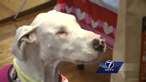 Trained Through Touch 2 Blind And Deaf Dogs Up For Adoption