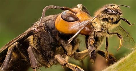 Deadly Asian Hornets With A Sting That Can Kill Set To Invade Uk Daily Record