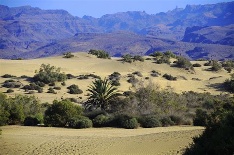 A gran canaria, così come nel resto delle canarie, il clima è piacevole durante tutto l'anno. Gran Canaria, Maspalomas - scenari - Viaggi, vacanze e ...