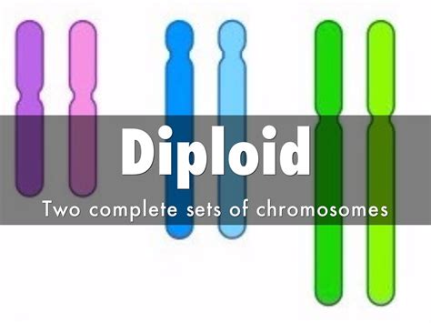 Diploid By 1315031749