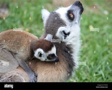 A Mother Ring Tailed Lemur Lemur Catta Carrying A Baby On The Back