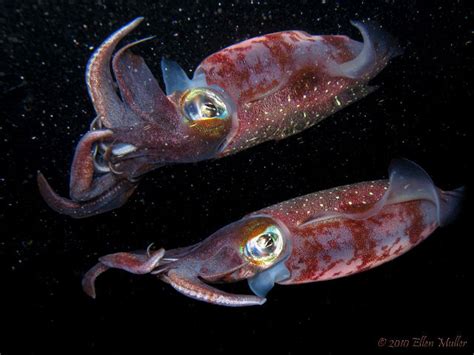 Calamari In Space Nasa Sends Baby Squid To The Space Station