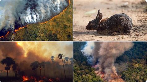 Los incendios afectan a 14 provincias. El Amazonas en llamas: incendios forestales superan los 70 ...