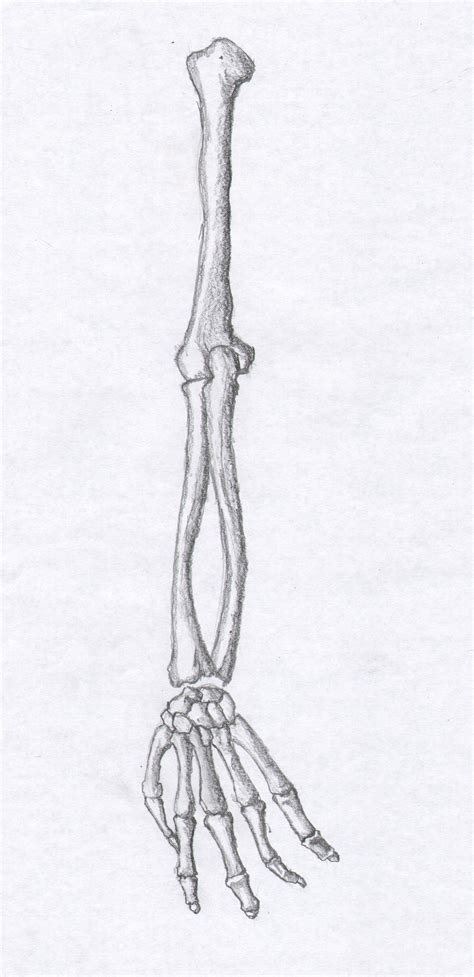 Skeleton Arm Hand By Freeman2600 On Deviantart