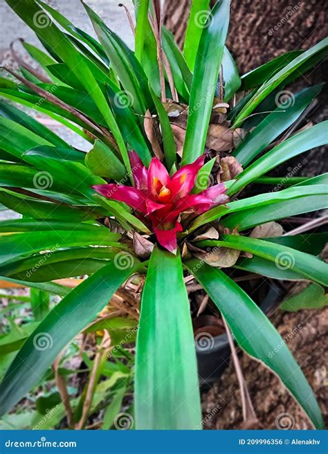 Close Up Of Red Bromeliad Tropical Plant Flower Blooming In The Garden