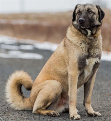 As The Name Implies Anatolian Shepherds Come From Anatolia A Large