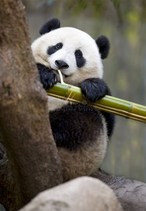 Chinese Panda Bear Eating Bamboo China Stock Image Image Of Mammals