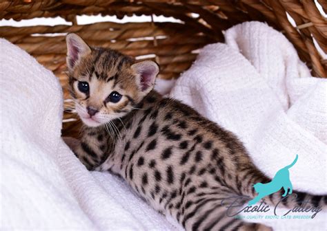 Savannahs, savannah kittens, savannahs for sale, kittens, kittens for sale, hybrid cats, exotic animals, exotic cats, f1, f2, f3, f4, f5, f6, f7, cats our savannah's have spacious indoor kennels including shelves, cat wheels and all the goodies cats love to help promote active, healthy kittens. Savannah cat breeders | F3 Female Savannah | Cats & Kittens