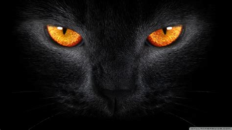 Black Cat HD desktop wallpaper : High Definition ...
