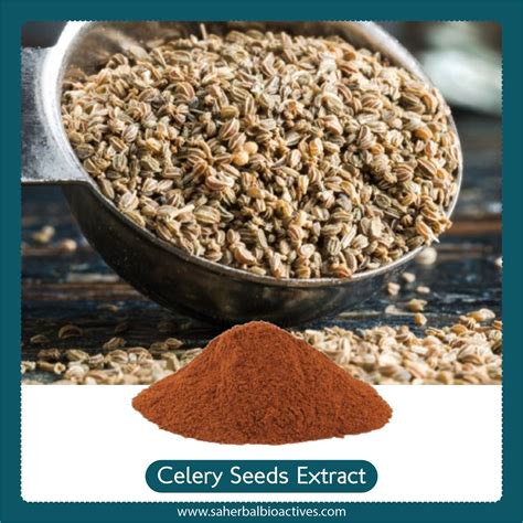 Celery Seed Sa Herbal Bioactives