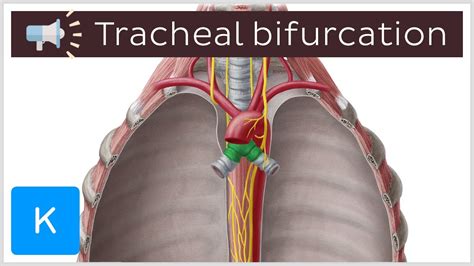 Tracheal Bifurcation Anatomical Terms Pronunciation By Kenhub Youtube