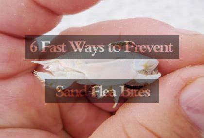 How To Prevent And Treat Sand Flea Bites Pest Wiki