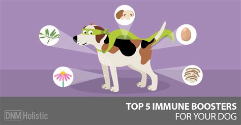 Foods that are safe for people can often be harmful to dogs, while others are nutritious for dogs to eat in moderation. Keep Your Dog Healthy with 5 Immune System Boosters
