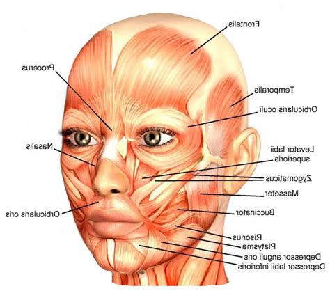 Truth4lie's preferred chad was a common incel favorite: Muscle Anatomy Of The Face Face Muscles Always With Grace ...