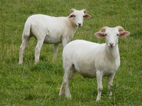 Wiltshire Horn Sheep Haye Farm